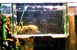 �levages crevettes